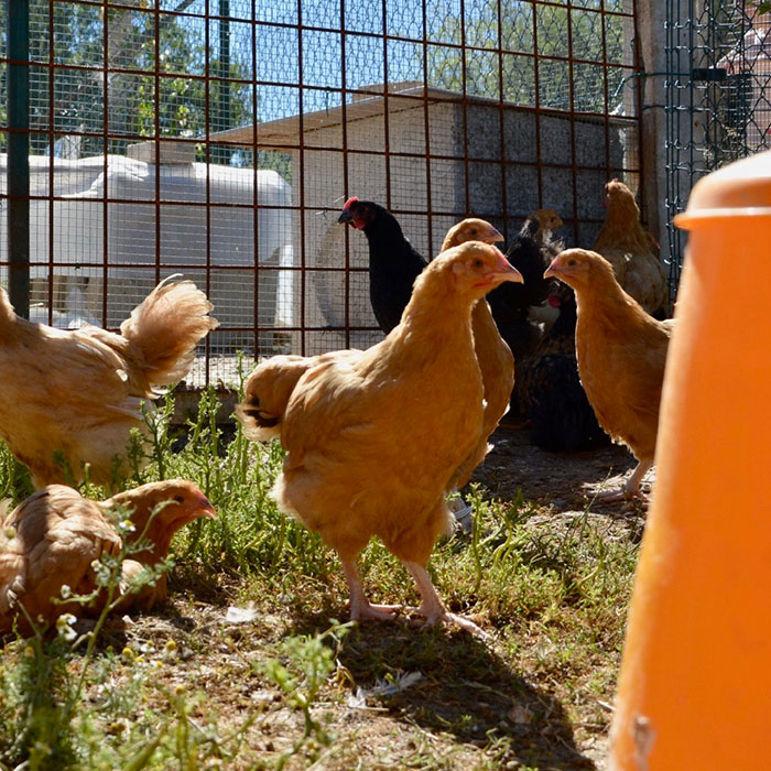 Il Paradiso dei Polli, allevamento galline ornamentali e ovaiole