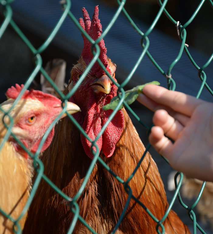 Il Paradiso dei Polli, allevamento galline ornamentali e ovaiole