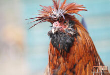 La Masseria di Polverara | Allevamento gallina ornamentale Polverara
