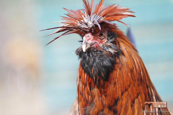 La Masseria di Polverara | Allevamento gallina ornamentale Polverara