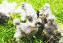 Passione Avicola | Allevamento amatoriale galline ornamentali e ovaiole