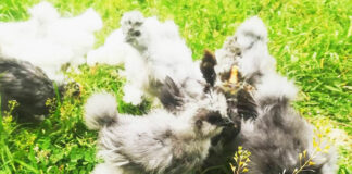 Passione Avicola | Allevamento amatoriale galline ornamentali e ovaiole