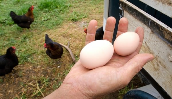 In quanto tempo depongono le uova le galline