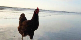 Sammi, la gallina che ama l’oceano | Tuttosullegalline.it