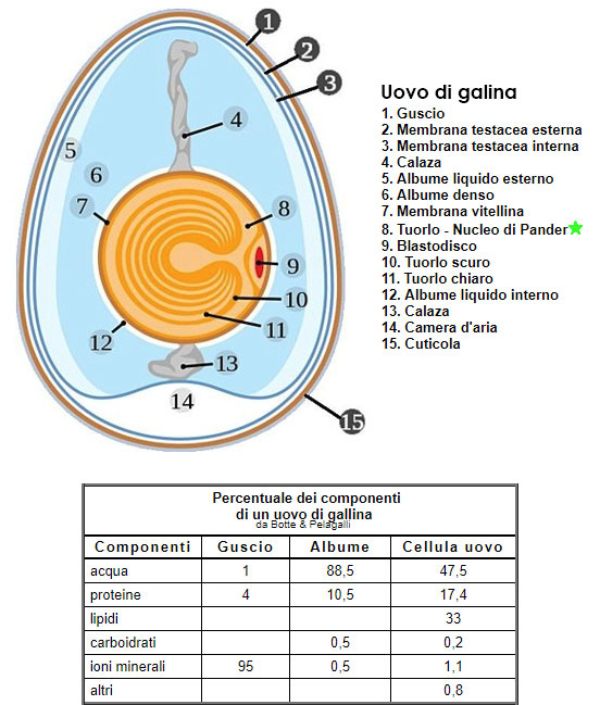 Uovo di gallina, da cosa è formato e composto