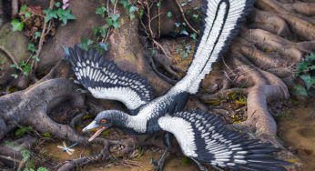 Archeotterige (archaeopteryx), l’anello di congiunzione tra dinosauri e galline