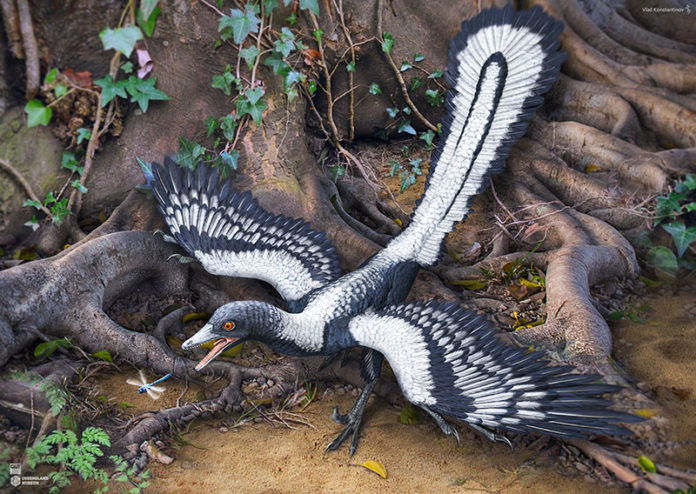 Archeotterige (archaeopteryx), l'anello di congiunzione tra dinosauri e galline