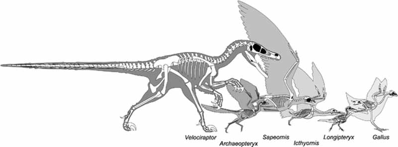 L'evoluzione da dinosauro (Velociraptor) a Archeotterige a Gallus Gallus