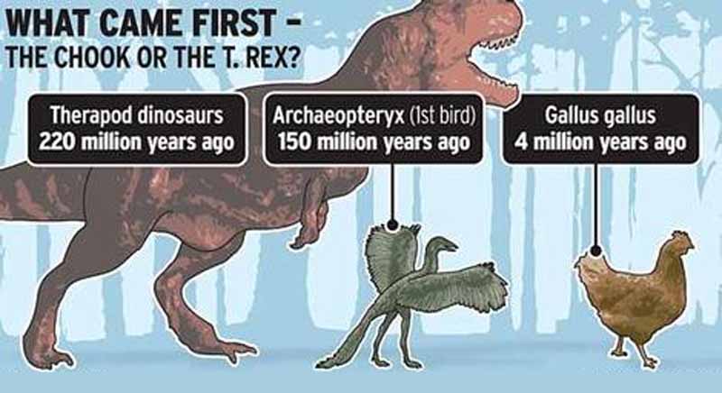 L'archeotterige (archaeopteryx) anello di congiunzione tra il T-REX e il Gallus Gallus?