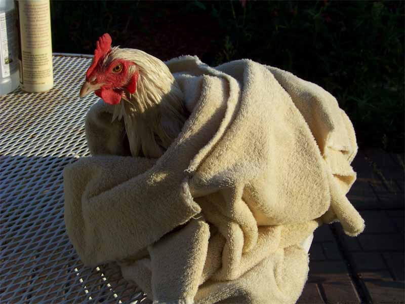 A fine bagno è importante asciugare subito la gallina con un asciugamano