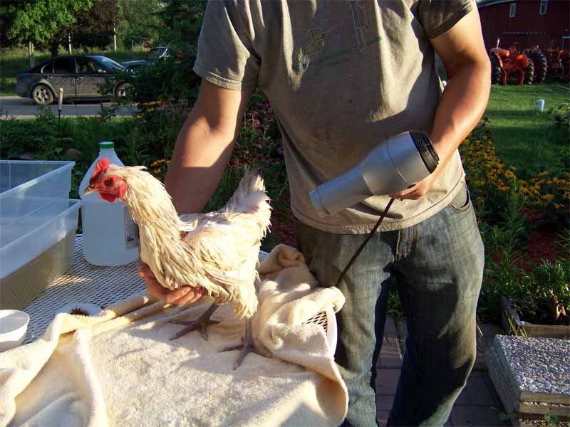 Nel caso di scarsità di calore solare possiamo aiutarci con un phon per asciugare la gallina