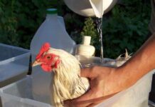 Come fare il bagno alle galline con acqua e sapone | Tuttosullegalline.it