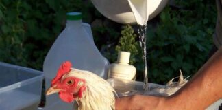 Come fare il bagno alle galline con acqua e sapone | Tuttosullegalline.it