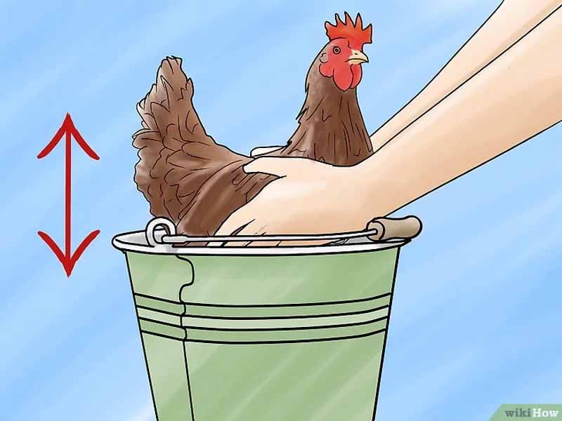 Come fare il bagno ad una gallina