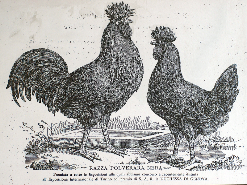 Incisione raffigurante una coppia di Polverara nere, presa dal Catalogo della Casa di Avicoltura Lyon, di Padova, del 1905