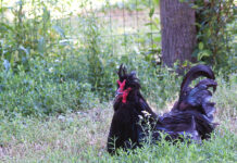 Gallina di Polverara, razza ciuffata e buona ovaiola | Tuttosullegalline.it