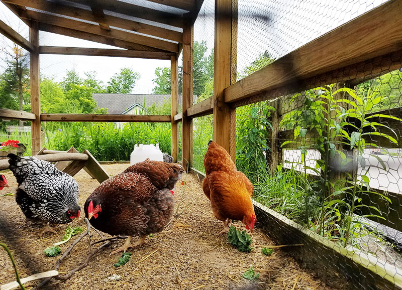 Galline in giardino a Toronto