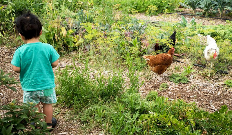 Bambino insieme a galline in giardino