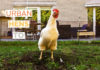 #UrbanHensTO: a Toronto un progetto per tenere galline in giardino