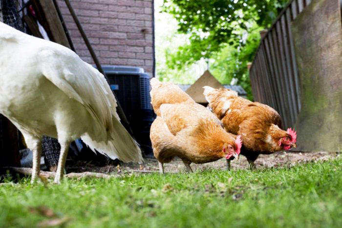 Benessere delle galline in giardino