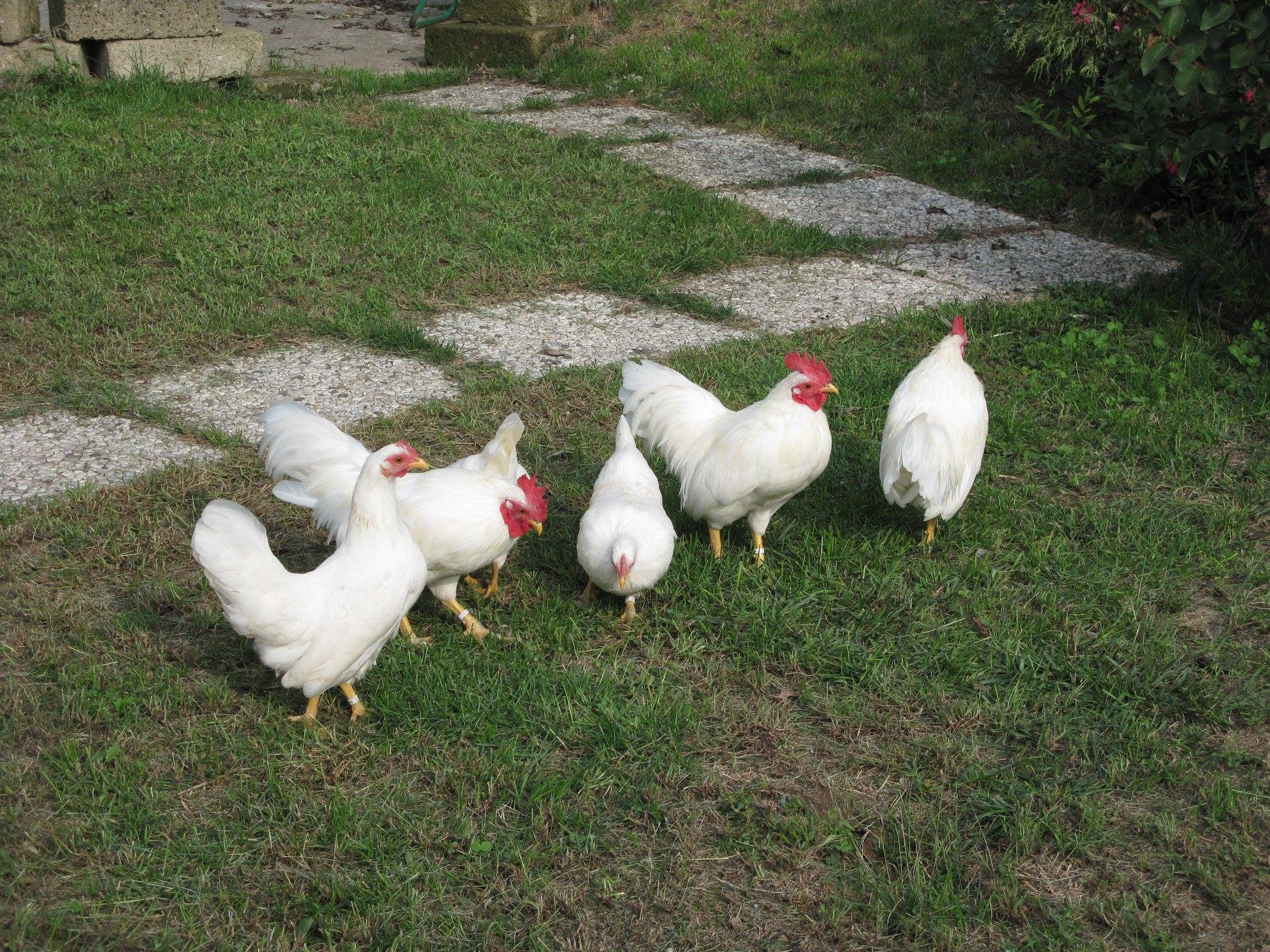 Galli e galline di Mericanel della Brianza colorazione bianca (foto: Maurizio Tona)