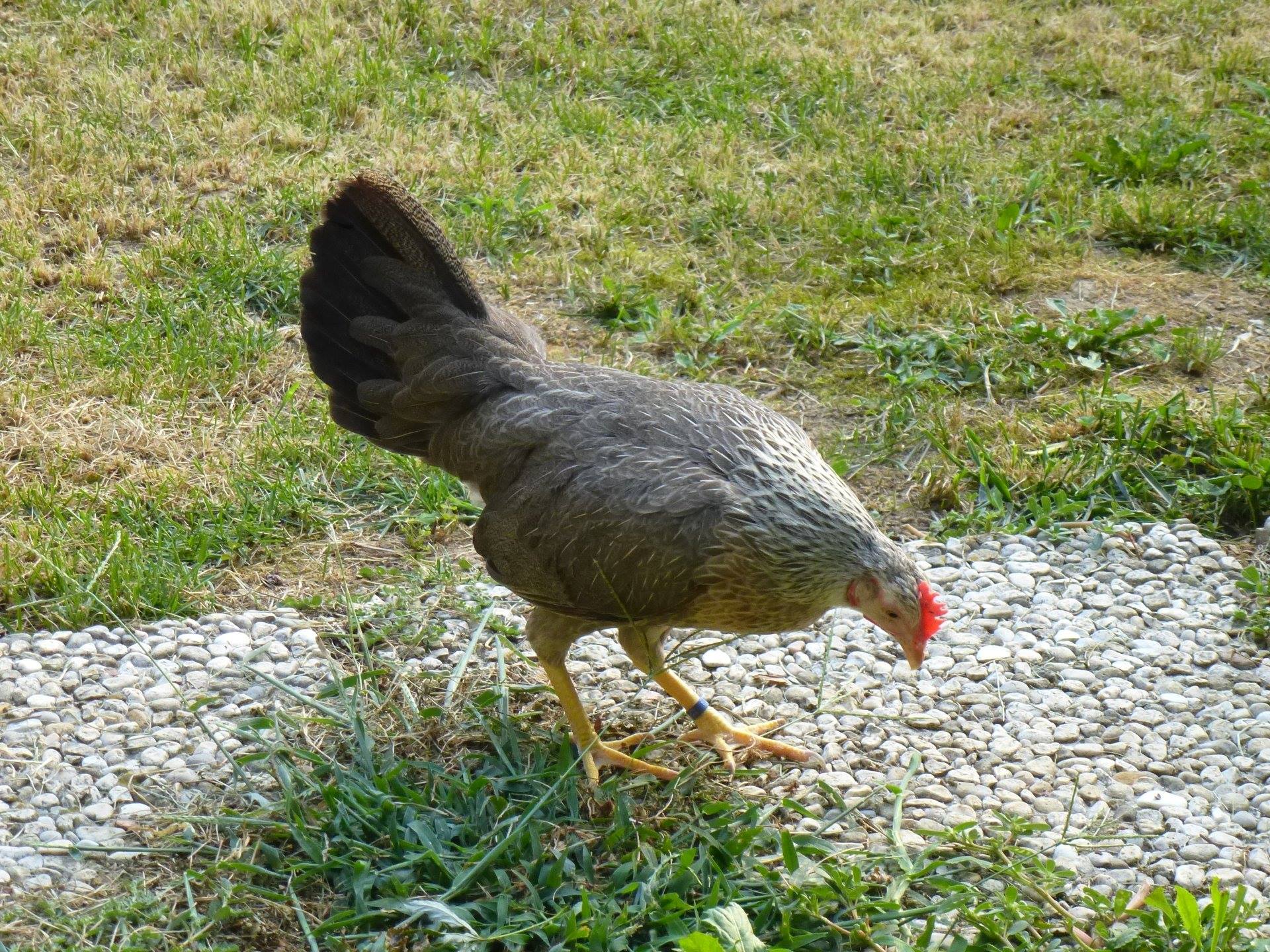 Gallina di Mericanel della Brianza colorazione collo argento (foto: Maurizio Tona)