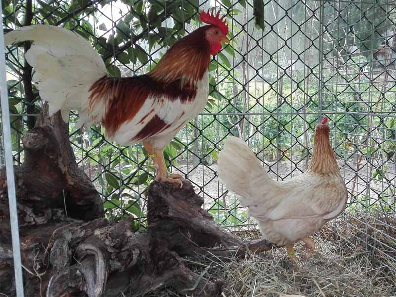 Gallo e gallina di Mericanel della Brianza colorazione collo oro bianca, ospiti dell'edizione 2018 di “Avicultura a Capiate” (foto: Maurizio Tona)