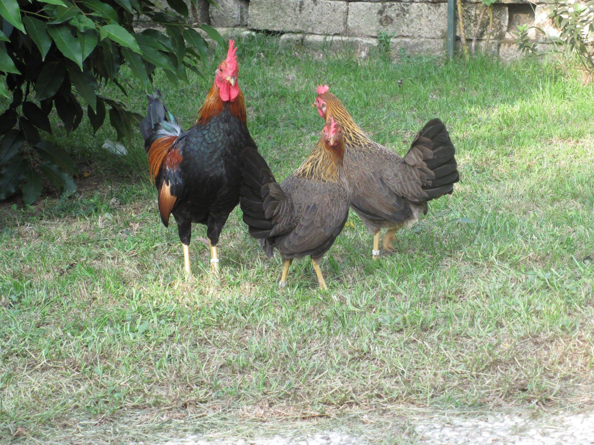 Gallo e galline di Mericanel della Brianza colorazione collo oro (foto: Maurizio Tona)