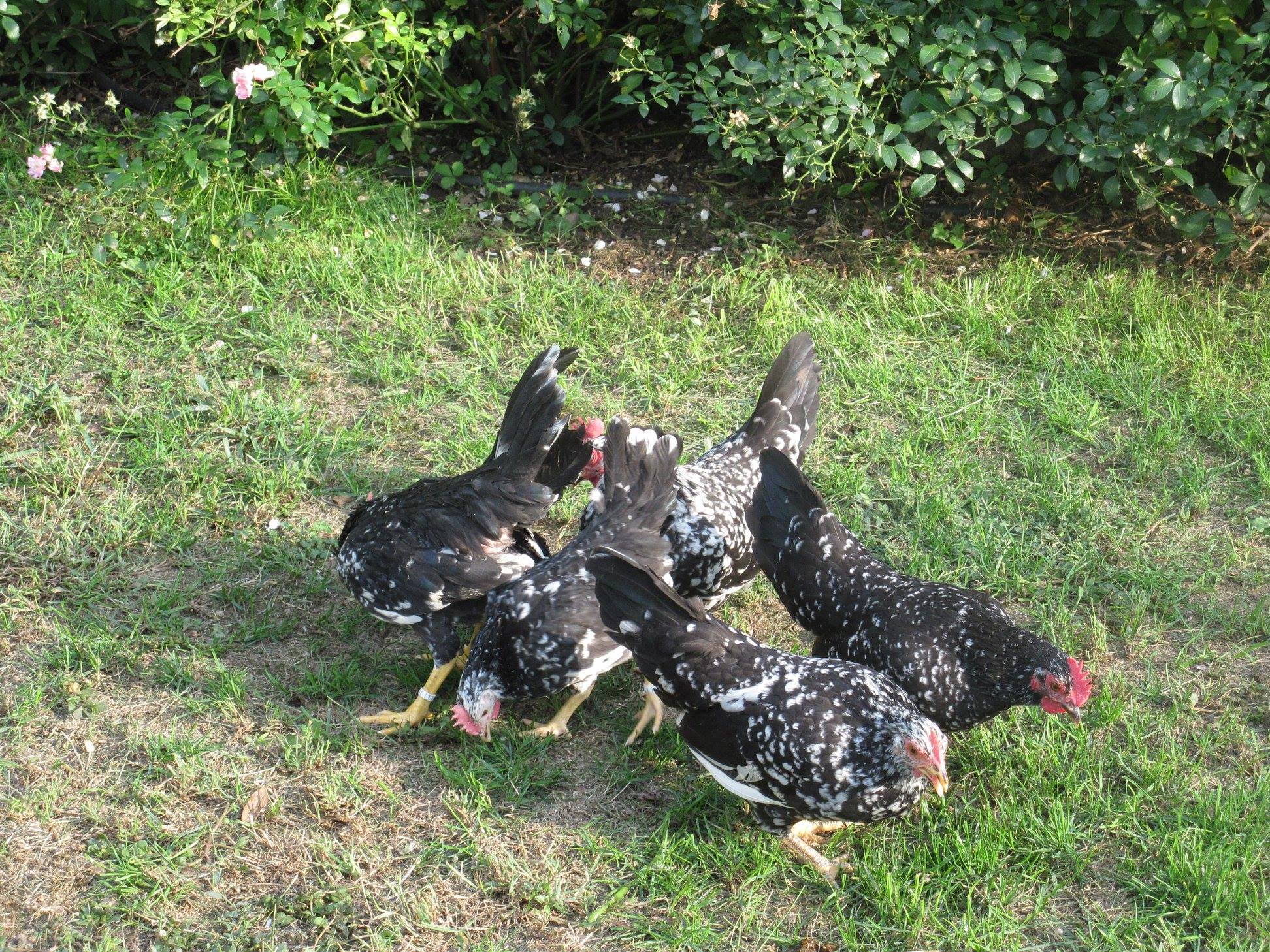 Galline di Mericanel della Brianza colorazione nera picchiettato bianco (foto: Maurizio Tona)