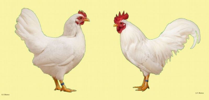 Standard FIAV gallo e gallina Mericanel della Brianza