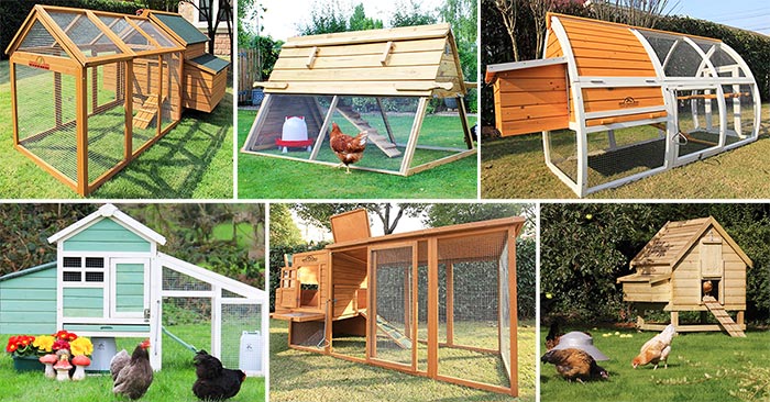 Pollaio da giardino in legno decorato per 2/4 galline ovaiole