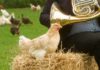 Udito delle galline, come percepiscono suoni, rumori e musica | Tuttosullegalline.it