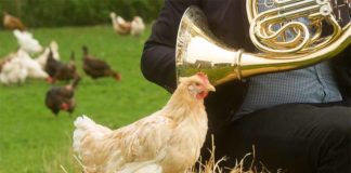 Udito delle galline, come percepiscono suoni, rumori e musica | Tuttosullegalline.it
