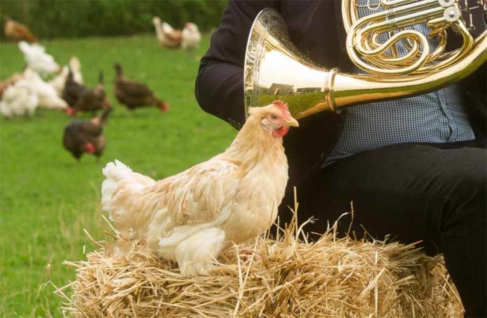 Udito delle galline, come percepiscono suoni, rumori e musica | Tuttosullegalline.it