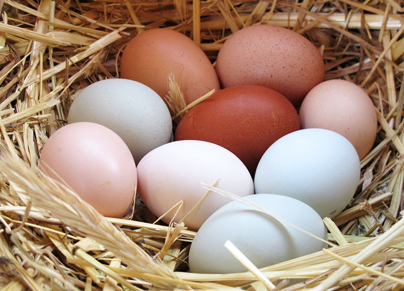 Uova deposte da galline che non hanno carenza di calcio