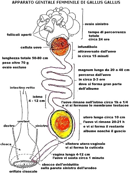 Apparato riproduttivo della gallina