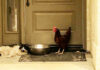 Gallina e gatto salvati insieme dal rogo della California | Tuttosullegalline.it
