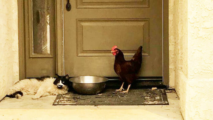 Gallina e gatto salvati insieme dal rogo della California | Tuttosullegalline.it