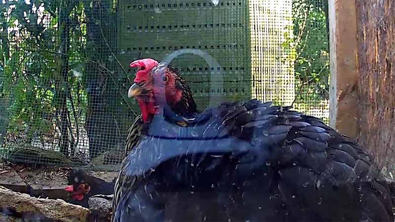 Gallina nel pollaio osservata da remoto con una telecamera