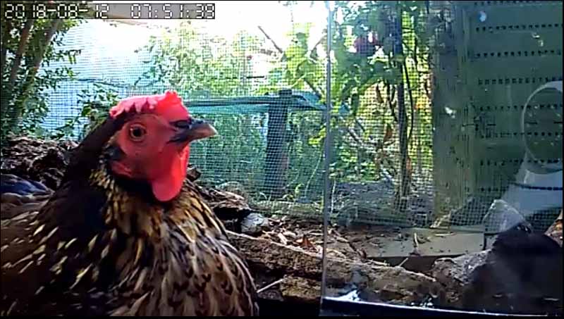 La gallina Rina in relax inquadrata dalla telecamera posizionata nel pollaio