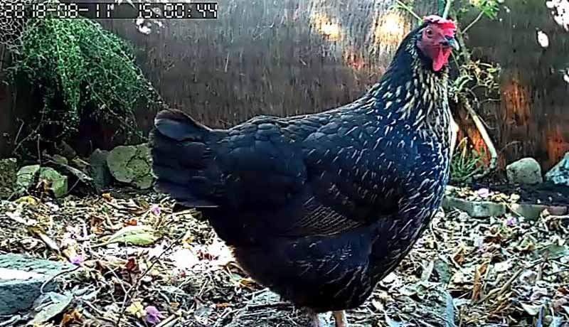 La gallina Rina inquadrata dalla telecamera situata nel pollaio