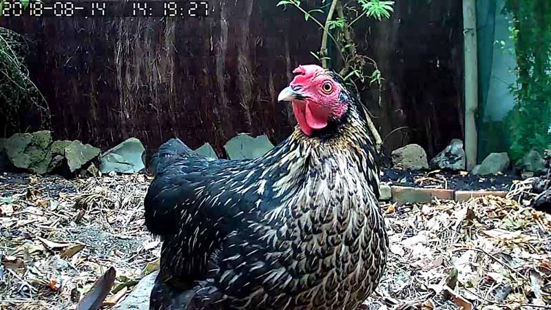 La gallina Rina curiosa inquadrata dalla telecamera posizionata nel pollaio