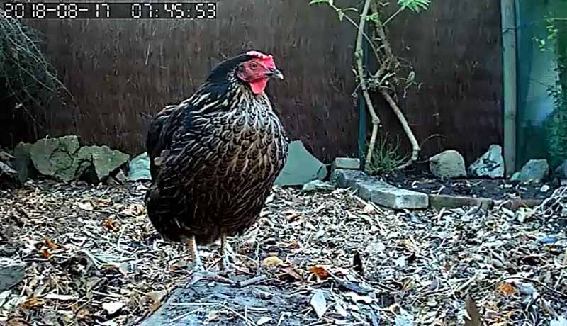 Le galline Rina al risveglio mattutino inquadrata dalla telecamera posizionata nel pollaio