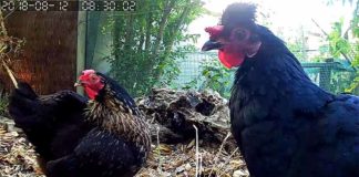 Telecamera nel pollaio per spiare le nostre galline ovunque ci troviamo | Tuttosullegalline.it