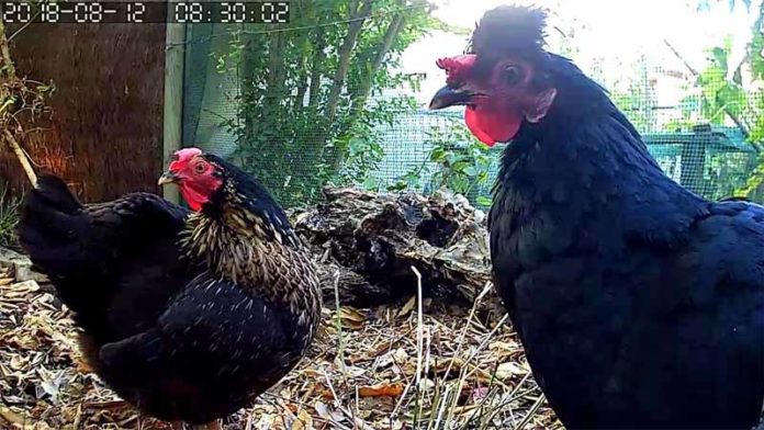 Telecamera nel pollaio per spiare le nostre galline ovunque ci troviamo | Tuttosullegalline.it