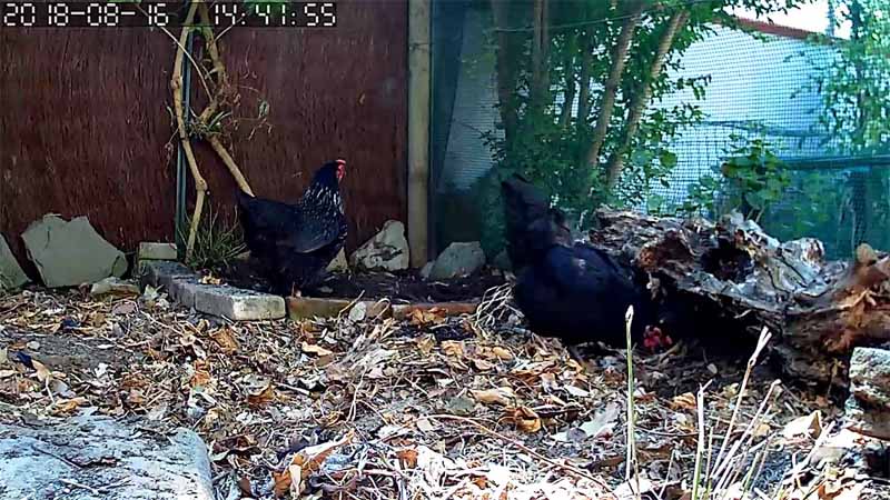 Le galline Rina e Ciuffina inquadrate dalla telecamera posizionata nel pollaio