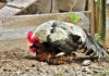 Riproduzione delle galline: accoppiamento tra gallo e gallina | Tuttosullegalline.it