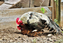 Riproduzione delle galline: accoppiamento tra gallo e gallina | Tuttosullegalline.it