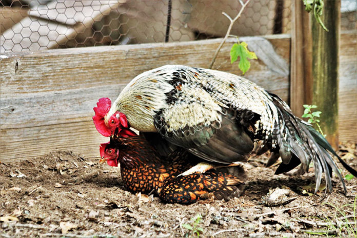 Riproduzione delle galline: accoppiamento tra gallo e gallina | Tuttosullegalline.it