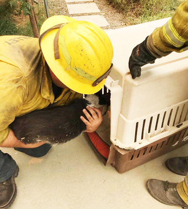 Vigili del fuoco intenti a salvare gatto e gallina dalle fiamme